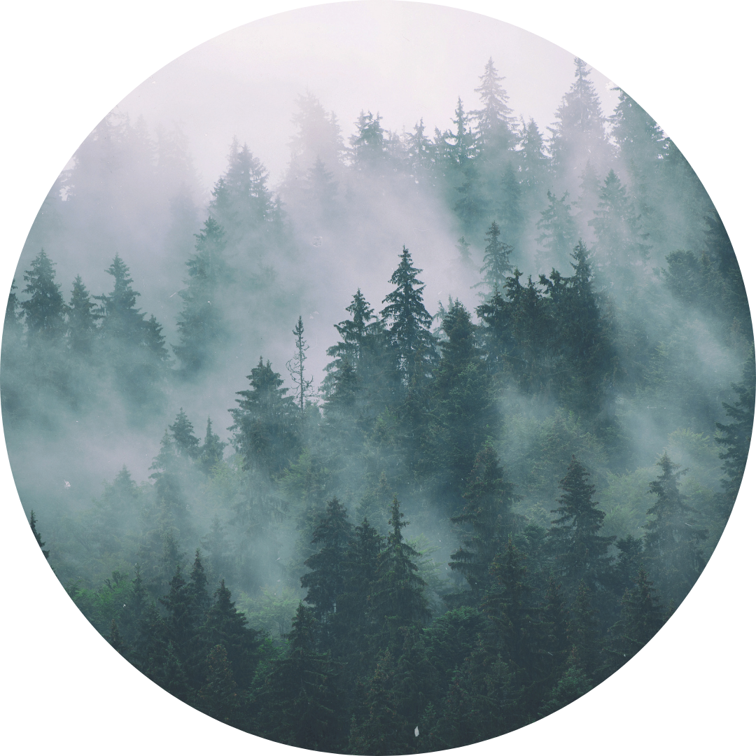Forest Black