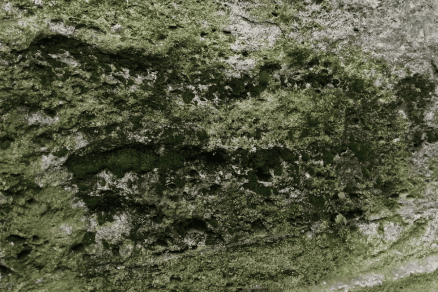Eco Strip Fungi Öncesi Yosunlu Yüzey
